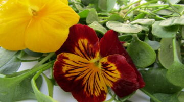 Frühlingsfit mit EssPunkt-richtig.de