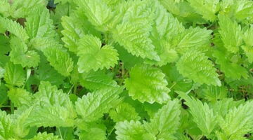 Nährstoffe übers ganze Jahr, EssPunkt-richtig.de